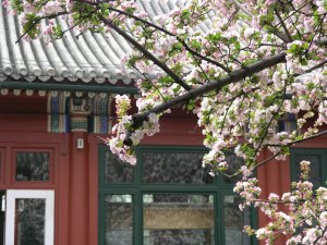 Blossoms at Former Residence of Soong Chi-ling