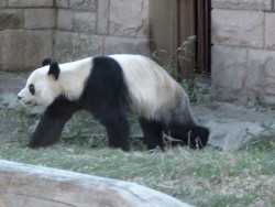 Panda in the Zoo