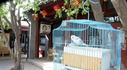 Budgie outside our room