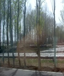 Tree lined road between Wuwiie and Jinchang