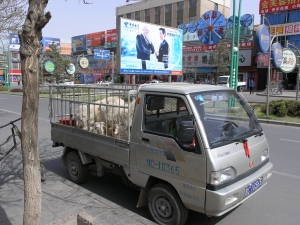 Lorry with sheep (5)