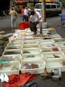 The local fishmonger