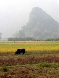 Cykling in the countryside, just outside Yangshou