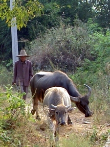 Scenes from the Yangshou countryside