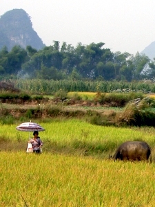 Scenes from the Yangshou countryside