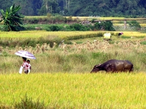 Scenes from the Yangshou countryside