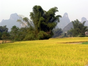 Scenes from the Yangshou countryside