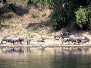 Scenes from the Li River