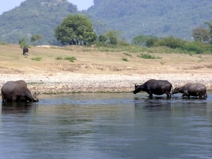 Scenes from the Li River