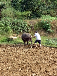 Farmer ploughing with a water buffalo