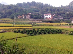 Farmland - mostly rice fields