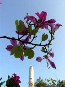 Kowloon Park