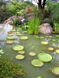 Small lake in Hong Kong park