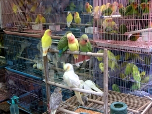 The Bird Market