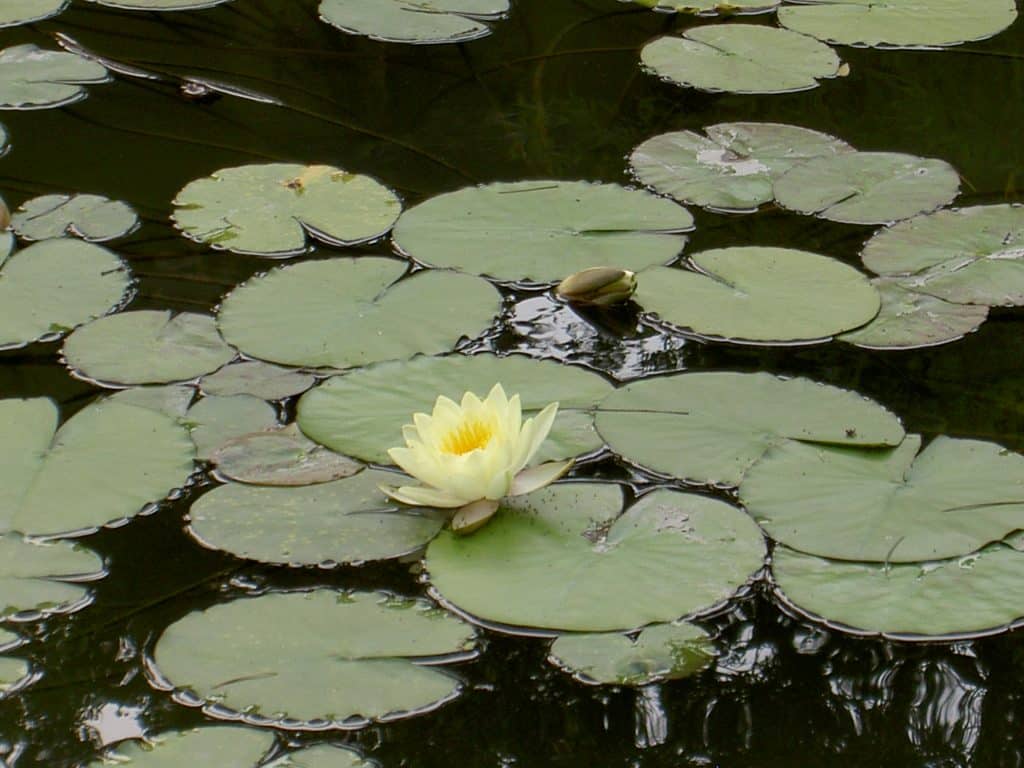 Tongli