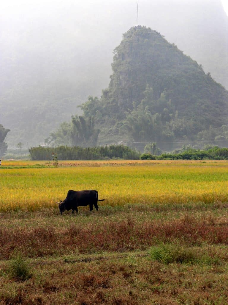 Yangshou
