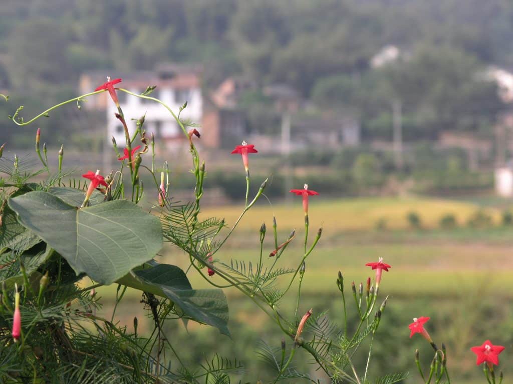 Yangshou