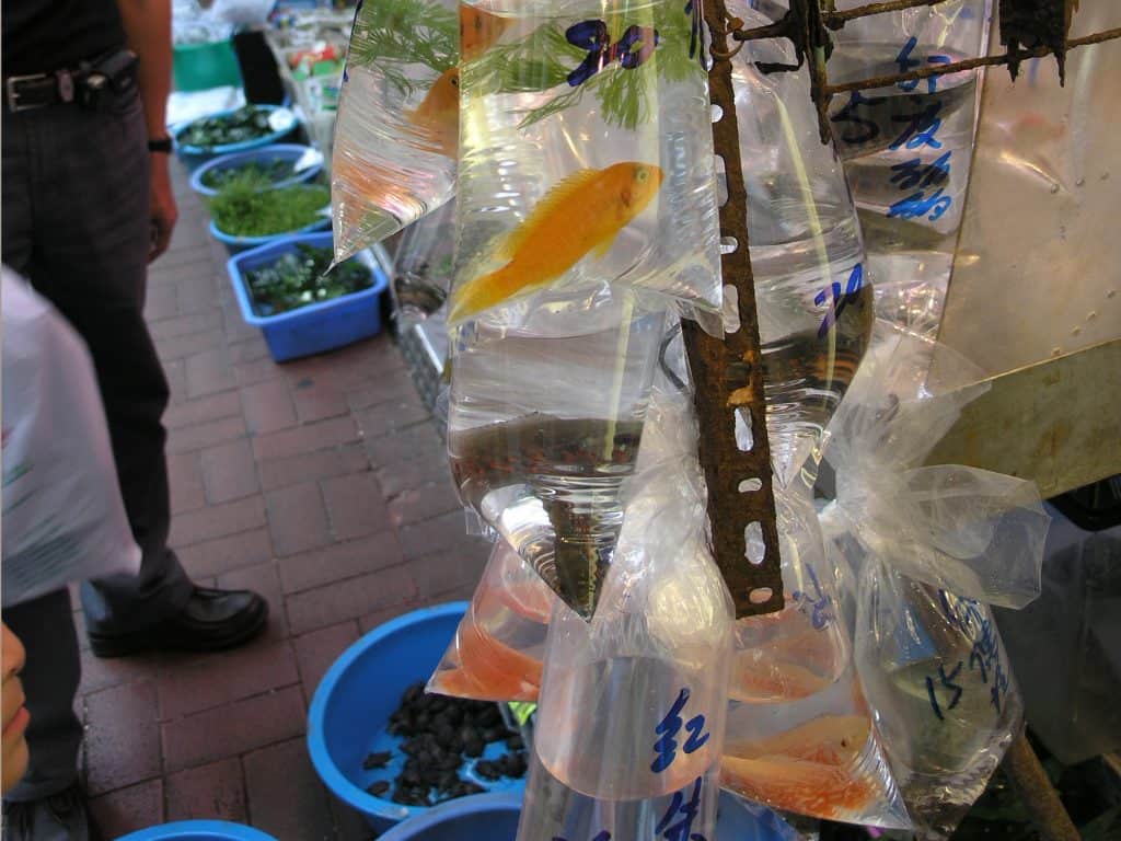 Hong Kong