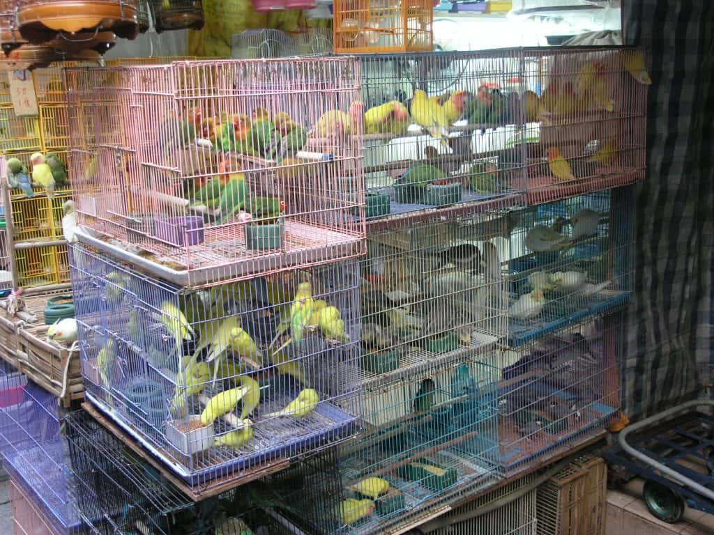 Hong Kong
